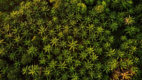 aerial-photography-of-trees.jpg
